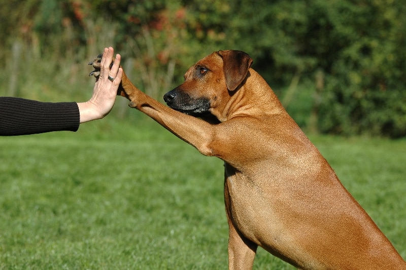  De top 10 must-know feitjes over honden
