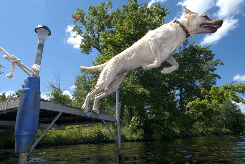hond springt in water