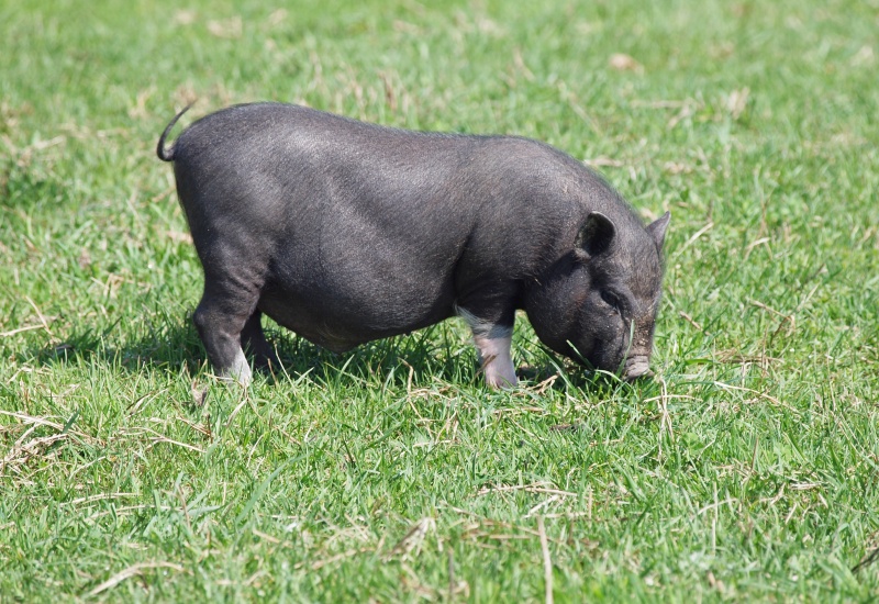 Minivarken als huisdier